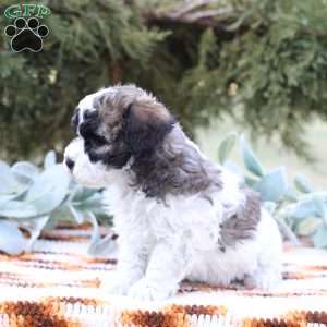 Jett, Bich-Poo Puppy